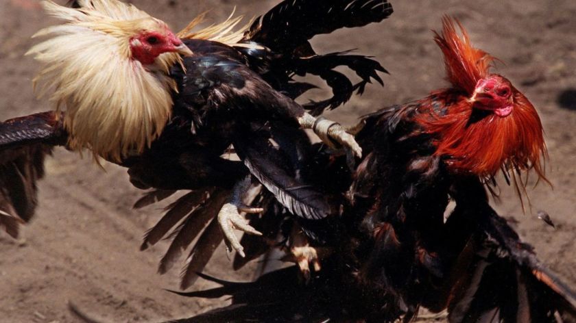 Sisi Kaki Ayam Bangkok Yang Diminati