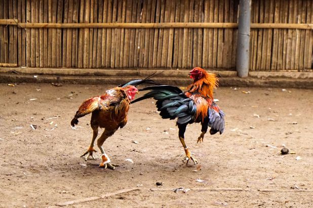 Teknik Pukulan Mematikan Ayam Bangkok